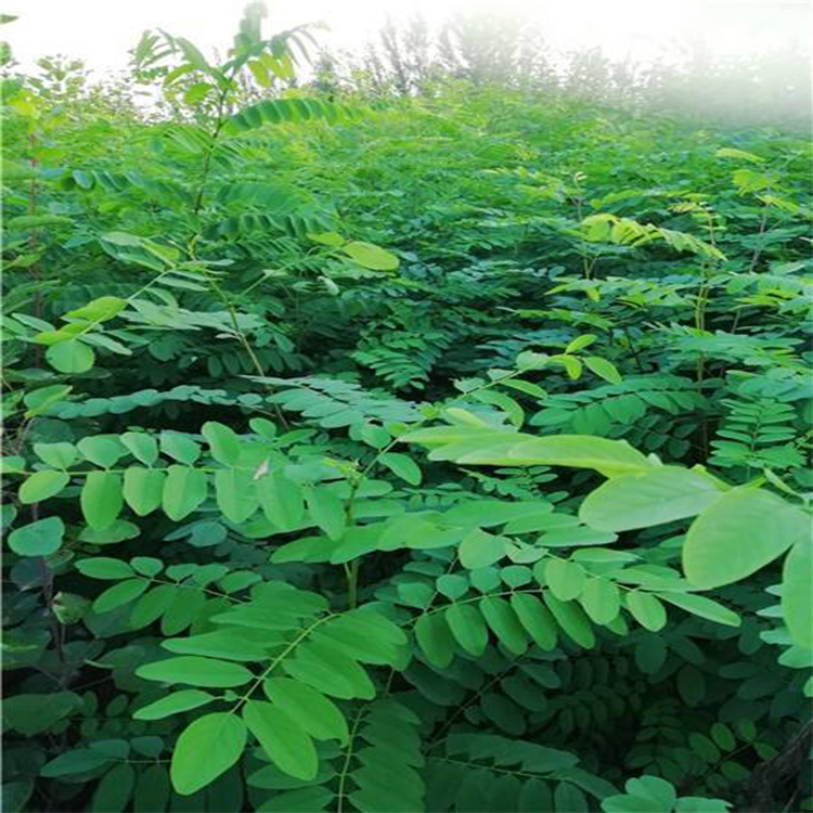 苗圃批发刺槐小苗常年供应刺槐树苗炳田山东刺槐价格