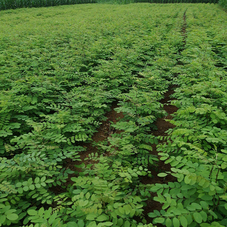 绿化工程刺槐苗木山东刺槐基地批发炳田刺槐小苗价格