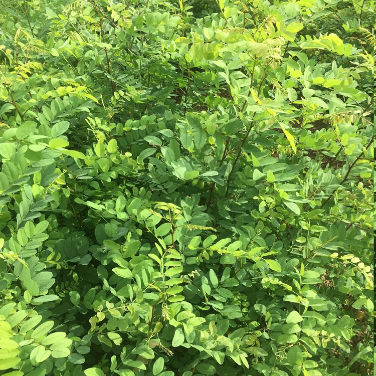 苗圃批发刺槐小苗常年供应刺槐树苗炳田山东刺槐价格
