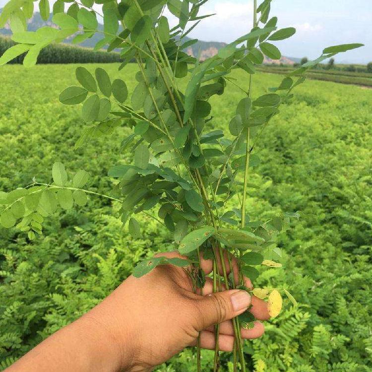 园林景观刺槐树苗 出售刺槐树苗 炳田 刺槐树苗绿化种植苗