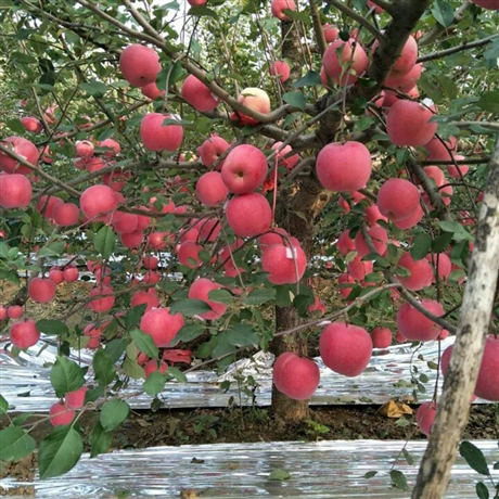 甜心苹果苗品种纯甜心苹果苗种类繁多量大优惠