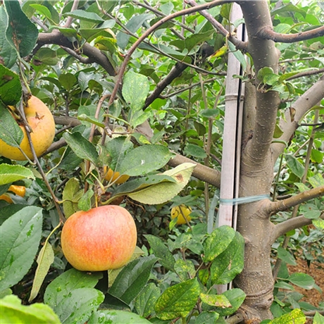 首页 苗木 果树苗木 苹果树 甜心苹果苗订金发货 甜心苹果苗规格齐全