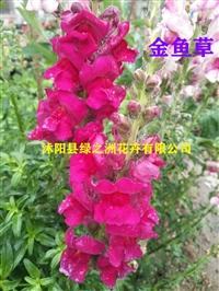 金鱼草是带香味的花卉品种