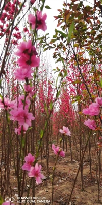 寒红碧桃介绍（红花碧桃介绍）