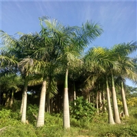 大王椰子种植基地大王椰批发 大王椰子 福建基地直销各种棕榈