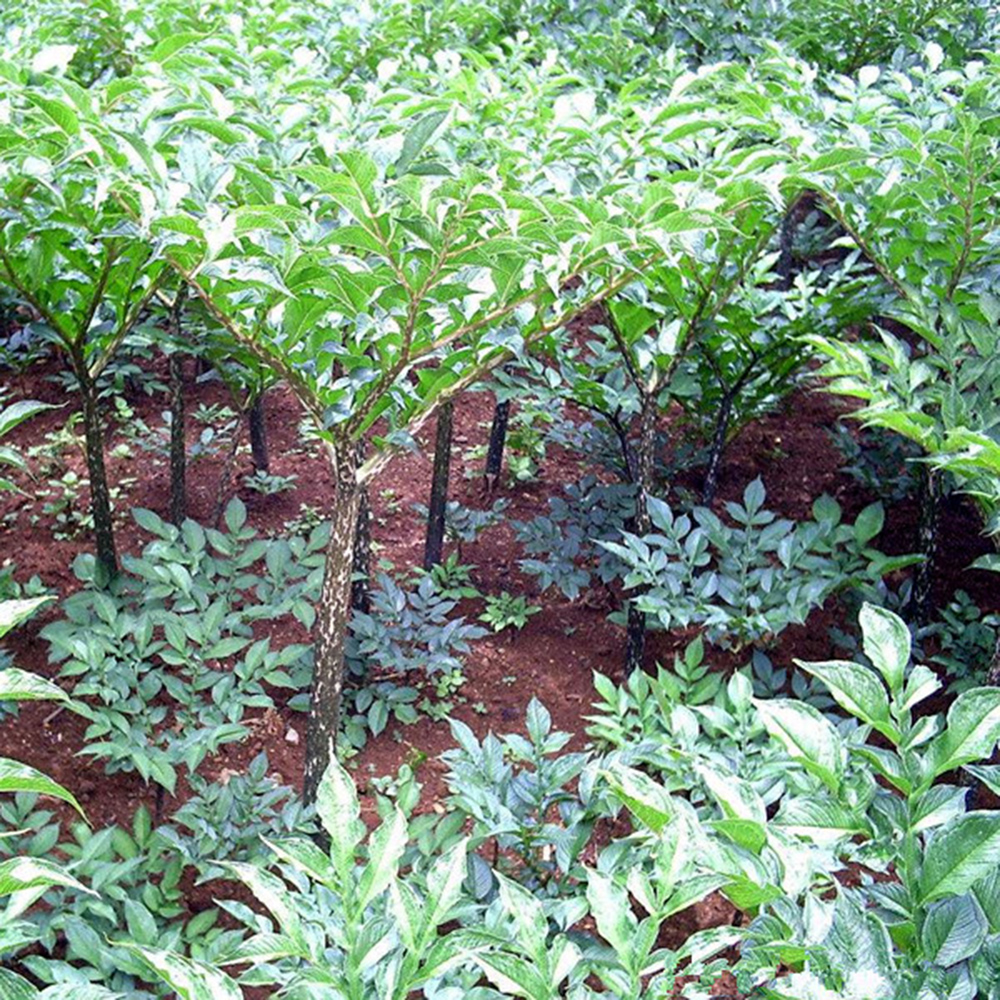 魔芋种子培育办法 魔芋种类及种植方法