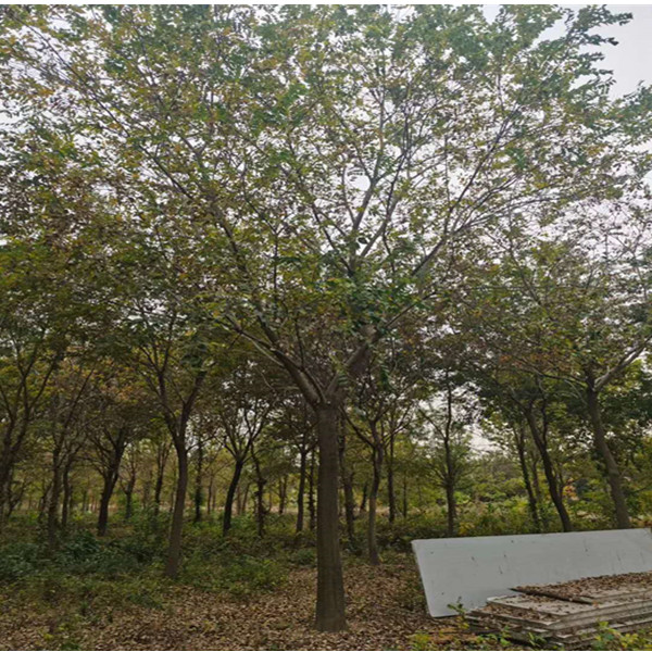 乌桕树乌桕树价格乌桕树苗批发