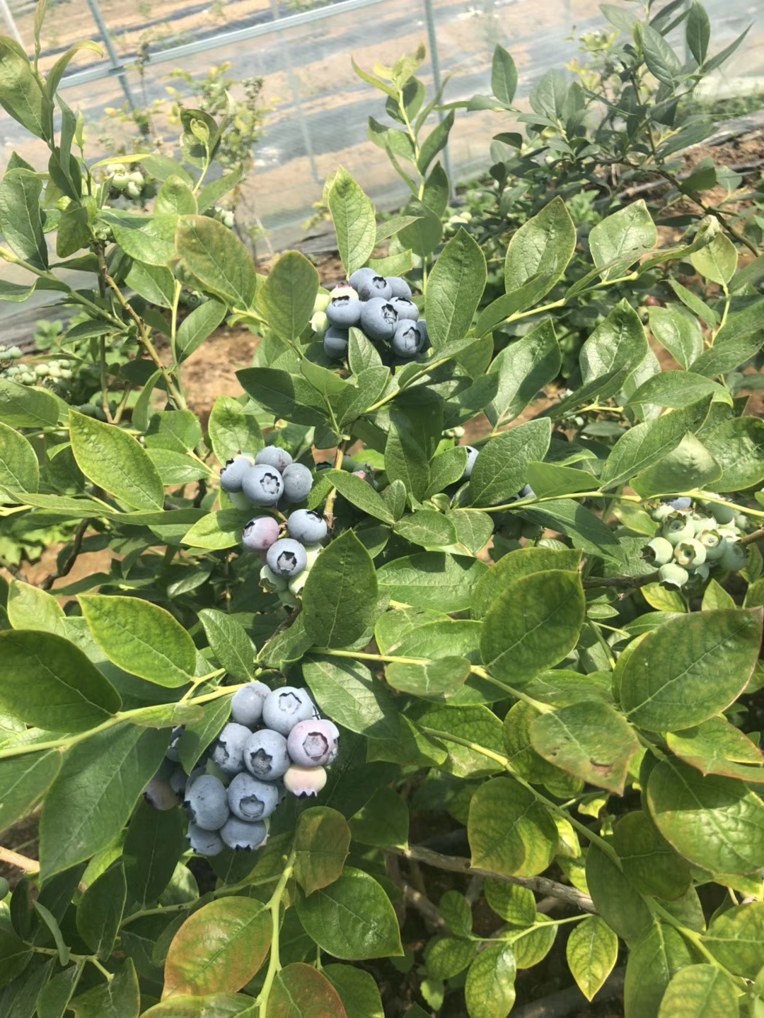 藍美1號藍莓苗脫毒苗春夏秋冬園藝場