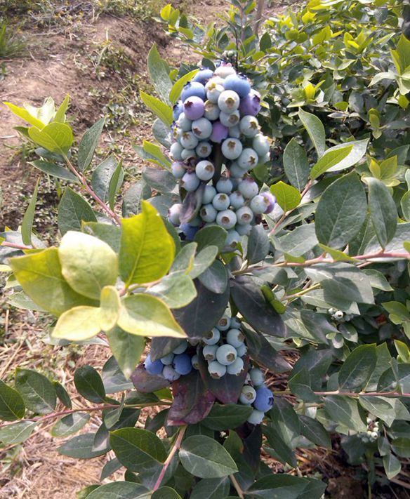 塞拉蓝莓苗种植基地春夏秋冬园艺场