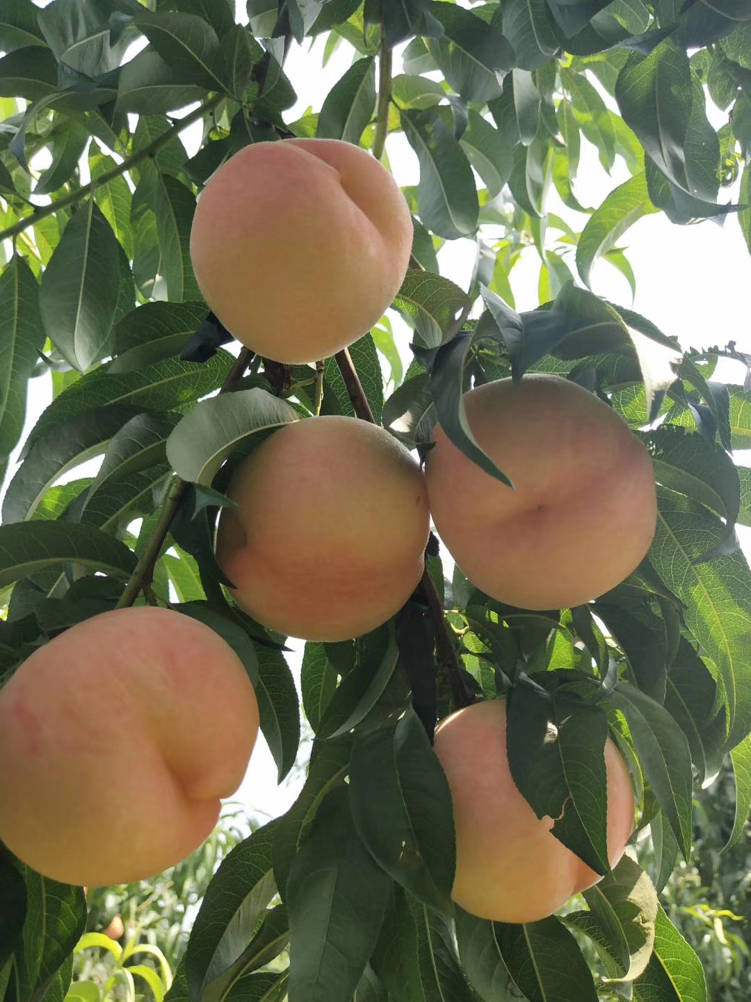 中华福桃树苗生产基地欢迎订购 春夏秋冬