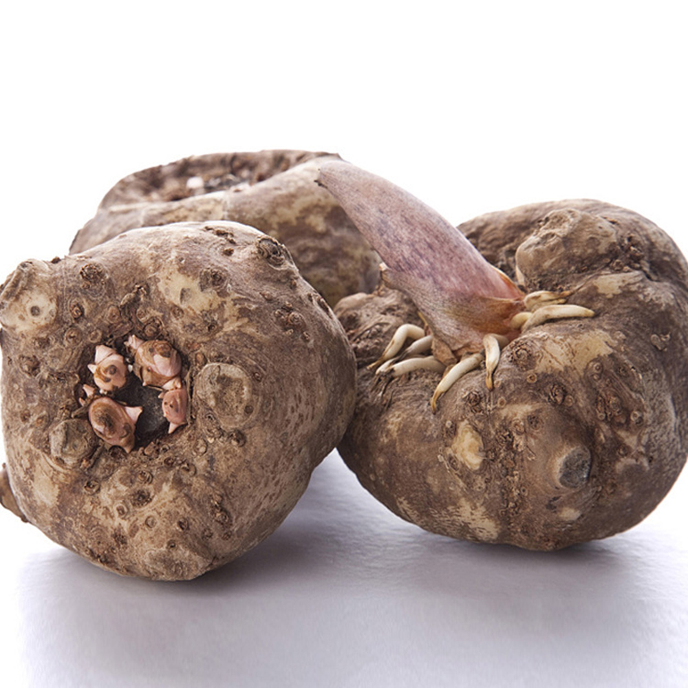 珠芽魔芋种子价叶子上结种子的魔芋