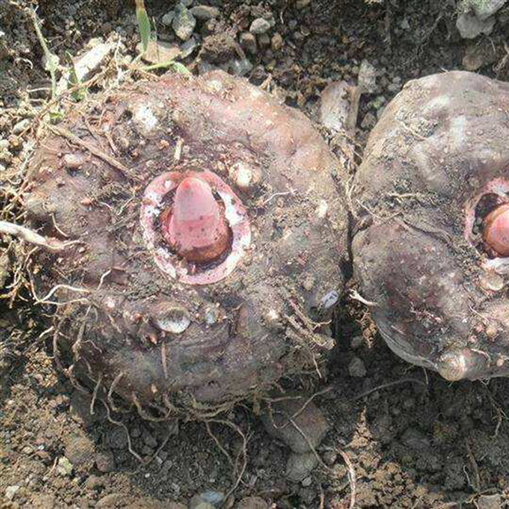 魔芋适合种植在什么地方魔芋种在没阳光的地方产量如何魔芋种植技术株