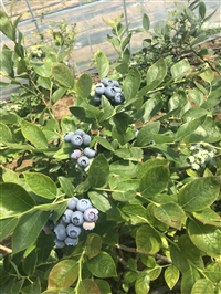 錢德勒藍莓苗基地02春夏秋冬園藝場