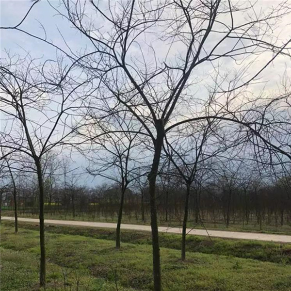 江苏乌桕树苗圃乌桕树苗价格乌桕基地批发