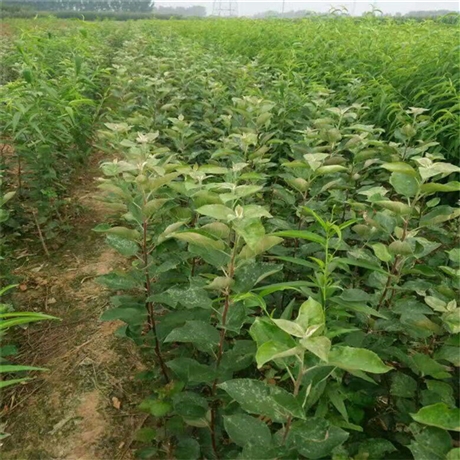 秦脆苹果苗乐耕农业厂家直销秦脆苹果苗
