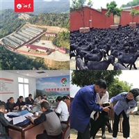 长沙黑山羊,长沙黑山羊养殖,湖南大的黑山羊养殖基地