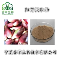 阳荷提取物多糖 野姜提取物浓缩粉  野良姜提取物 阳荷粉