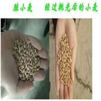 新款推荐粮食高效抛光机 小麦薏米菜籽抛光机 去杂机除尘机