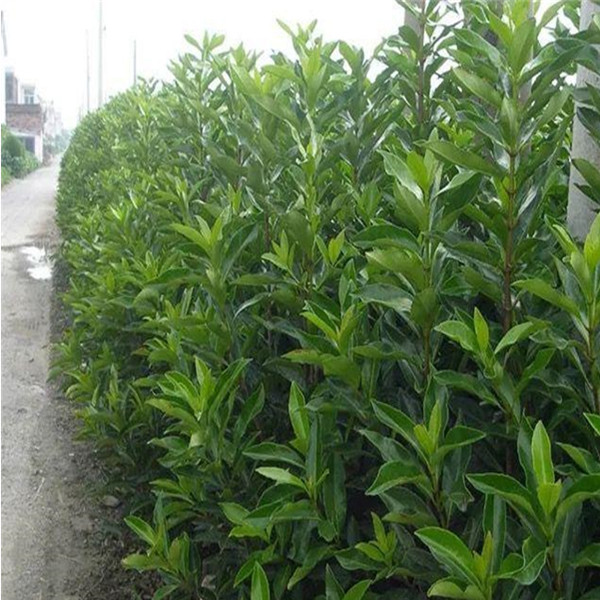 供应法国冬青绿篱苗产地法国冬青直售