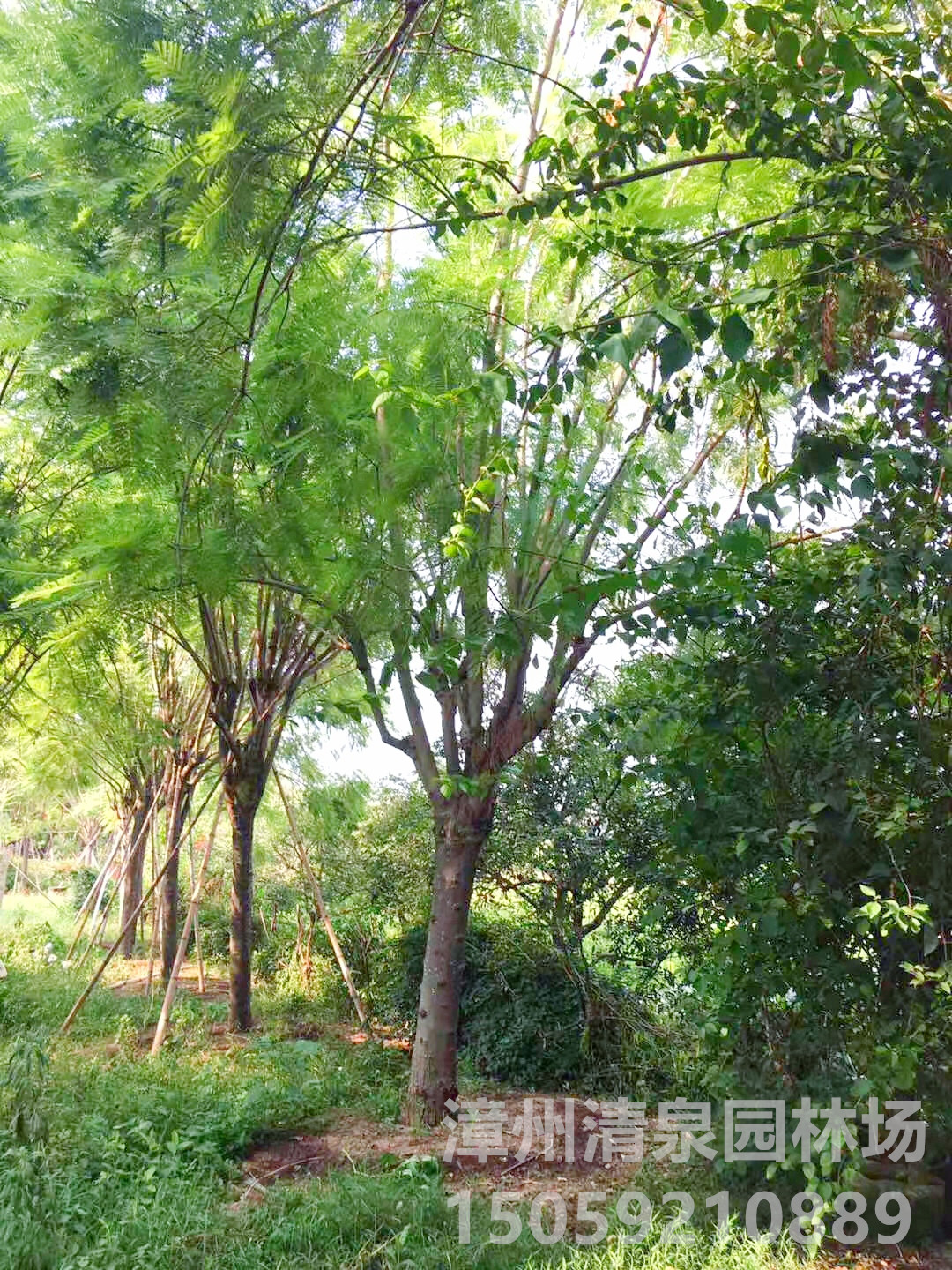 蓝色的火焰精品20公分蓝花楹绿化树