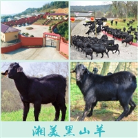 山东黑山羊养殖场怎么样  黑山羊养殖场，养殖小区防疫条件