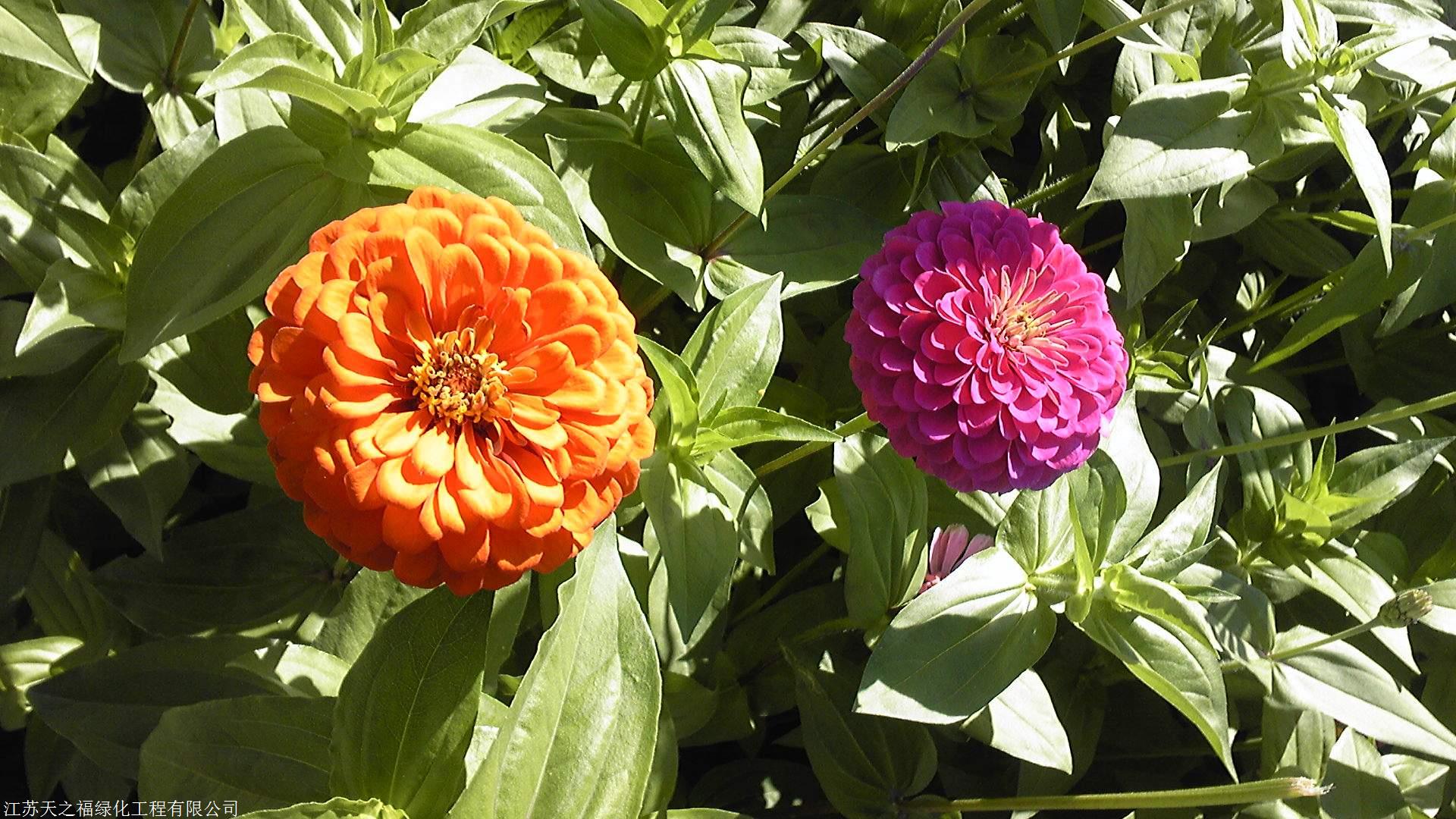 福建福州小叶榄仁种子怎么种