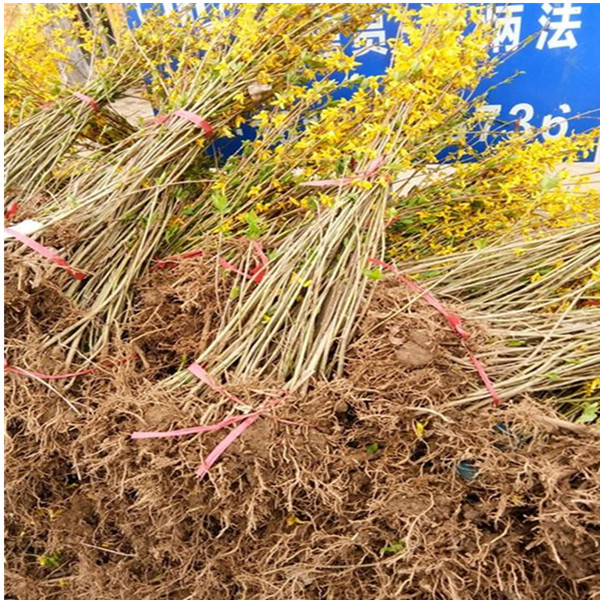 连翘供应基地 连翘小苗批发 出售连翘工程苗