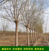 5公分速生柳，垂柳种条价格  -鑫磊苗木种植基地