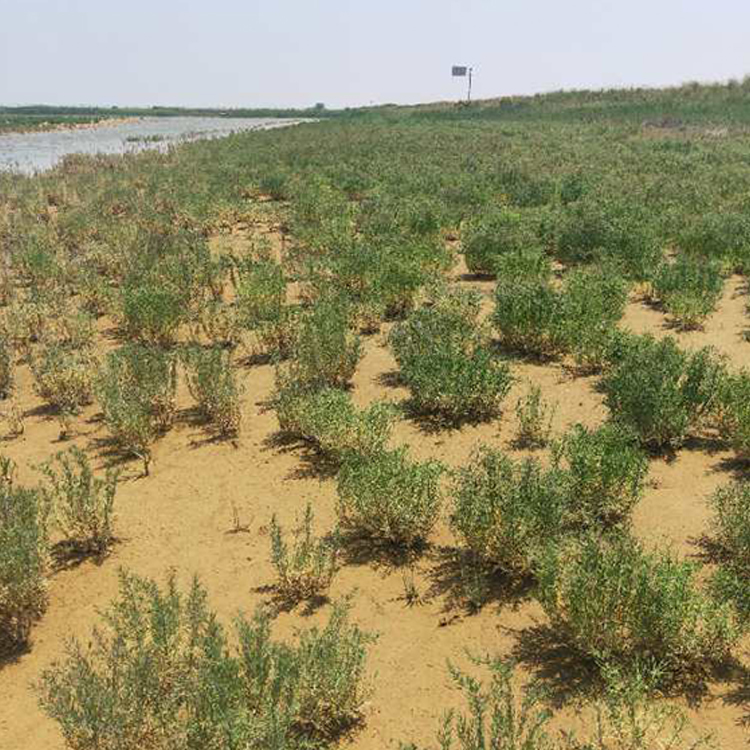 东营优惠的滩涂碱蓬市场供应碱蓬草基地销销
