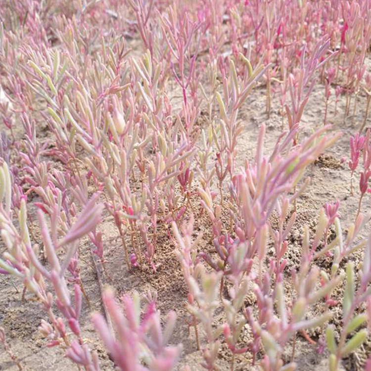 济南优惠的赤碱蓬基地直销