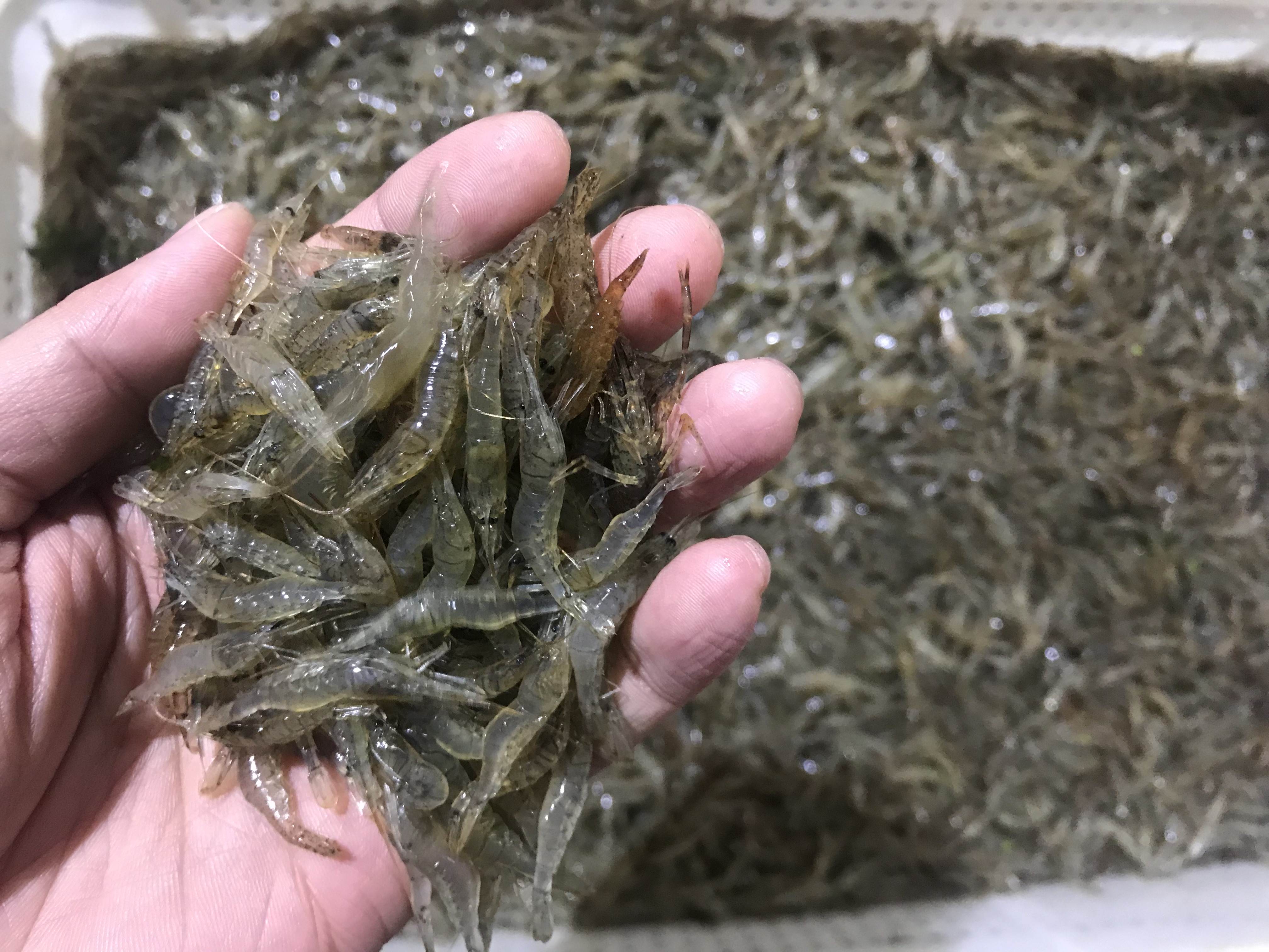 湖南淡水虾种类图片
