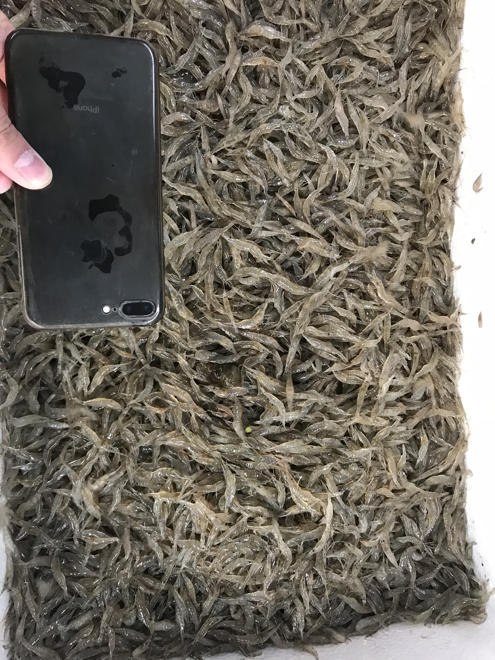 潜江鲜活淡水河虾草虾青虾康虾小河虾米虾活体新鲜大中小30斤批发