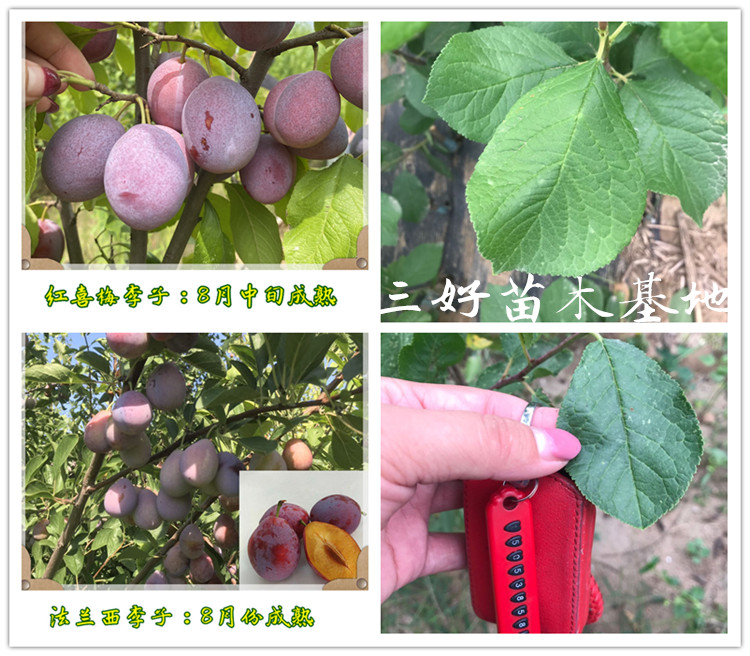 4公分蓝蜜李子苗西梅系列李子苗