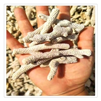 批发珊瑚砂 造景用珊瑚砂 广西珊瑚骨水族过滤材料