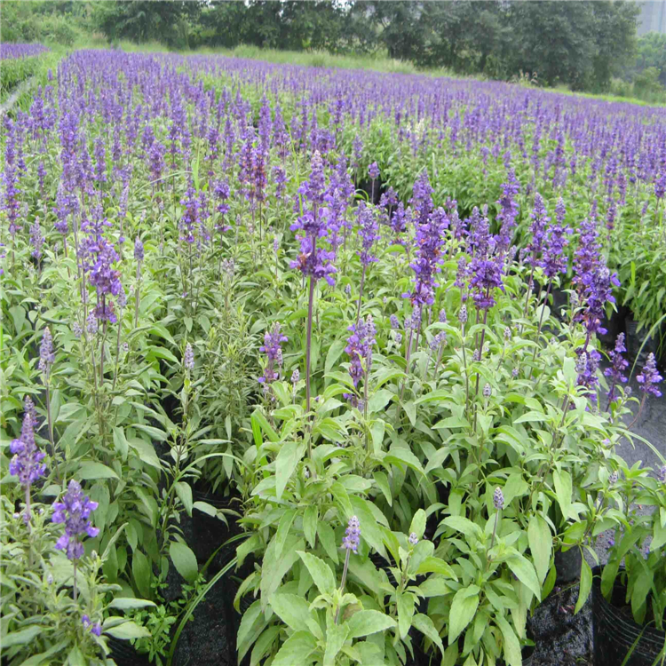 宿根鼠尾草批發零售山合水花卉苗圃供應價格從優歡迎選購