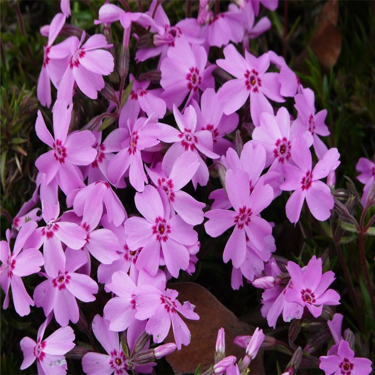 宿根福祿考批發價格 花色豐富芝櫻現貨供應 山合水花卉基地直銷