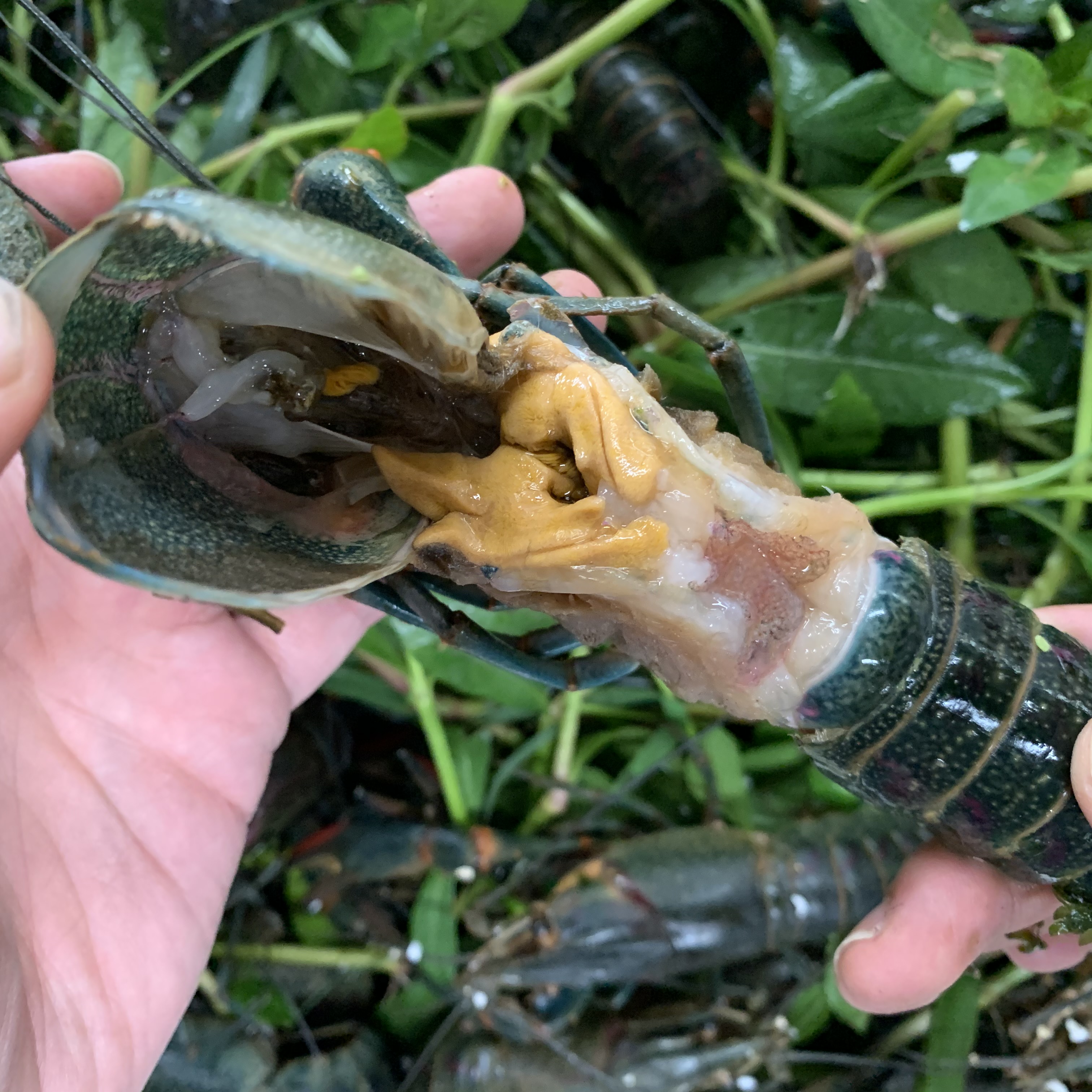 養殖基地1兩以上澳洲淡水龍蝦青龍蝦小青龍淡水大龍蝦藍龍