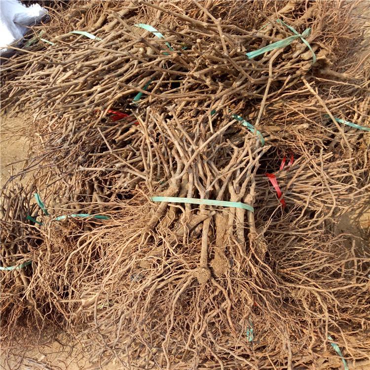 白鸡心葡萄苗东方之星葡萄苗祥顺农业授粉效果好