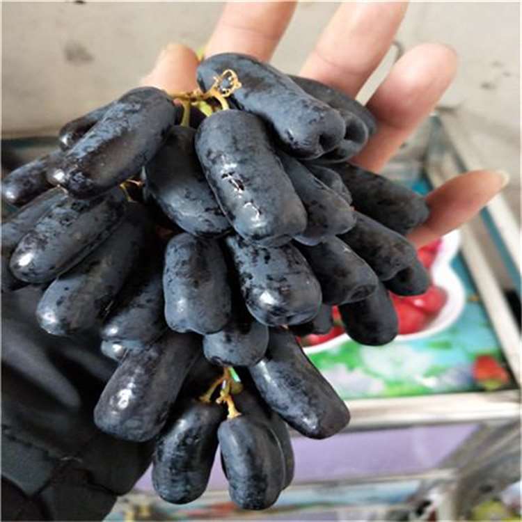 康拜尔早生葡萄苗 绍兴三号葡萄苗 祥顺农业 发货快