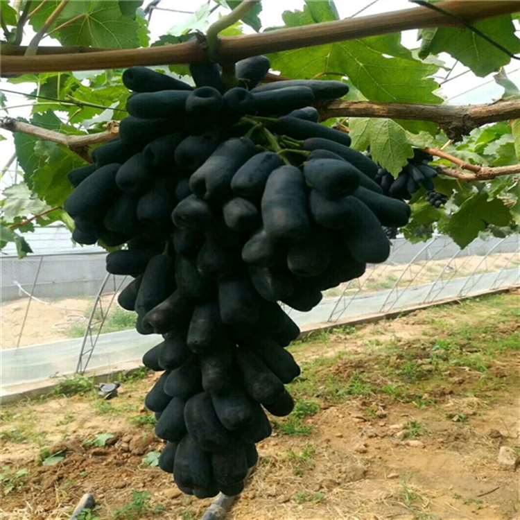 康拜尔早生葡萄苗 绍兴三号葡萄苗 祥顺农业 发货快