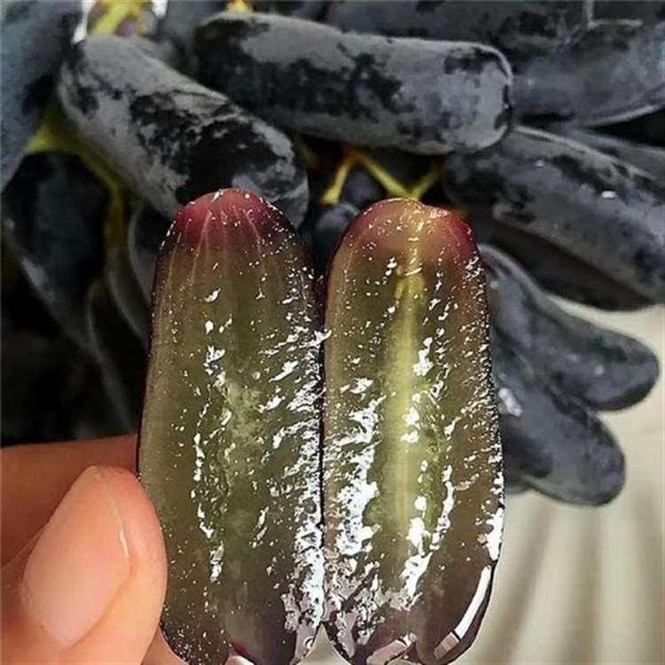 康拜尔早生葡萄苗 绍兴三号葡萄苗 祥顺农业 发货快