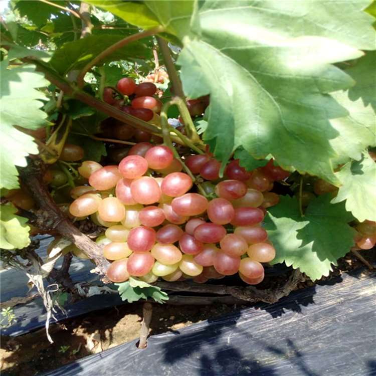 白鸡心葡萄苗茉莉香葡萄苗祥顺农业个大味美