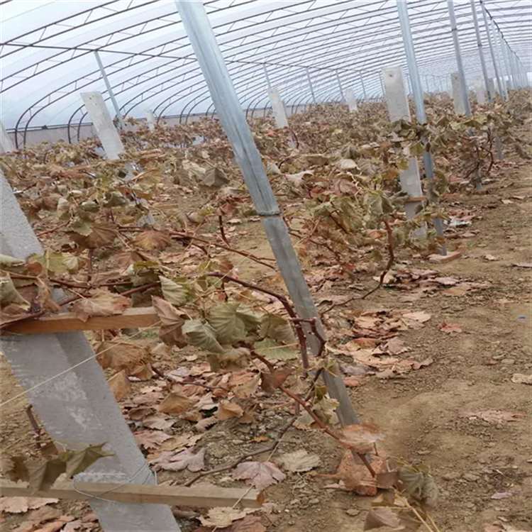 白鸡心葡萄苗赤霞珠葡萄苗祥顺农业当年小苗