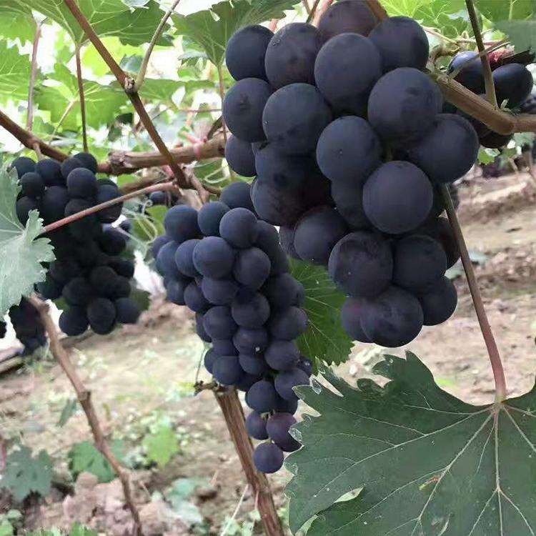 康拜尔早生葡萄苗 绍兴三号葡萄苗 祥顺农业 发货快