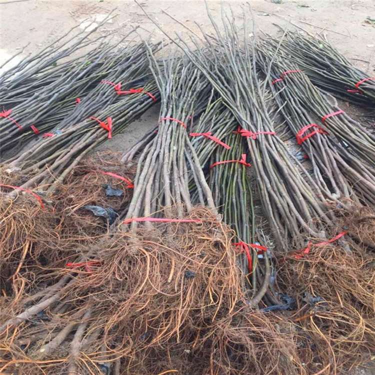 砂糖无花果苗 法国品种无花果树苗 祥顺农业 授粉效果好