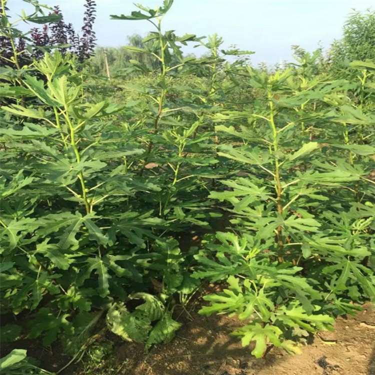 青皮无花果苗 法国品种无花果树苗 祥顺农业 物美价廉