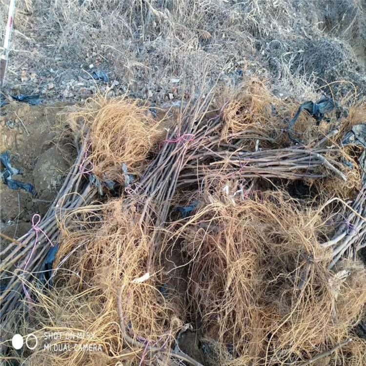 麦司衣陶芬无花果苗 法国品种无花果树苗 祥顺农业 品种特性