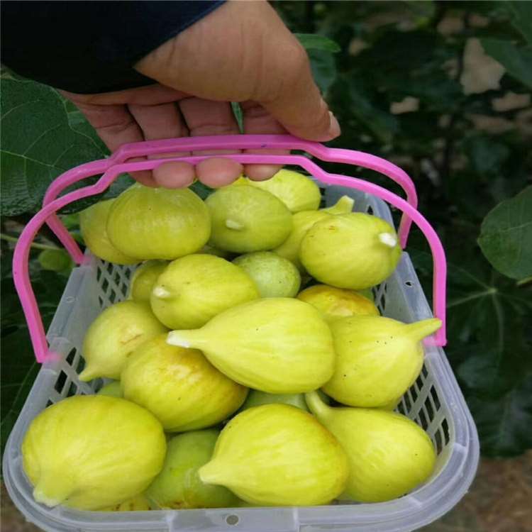 1-10年无花果苗 法国品种无花果树苗 祥顺农业 生长旺盛