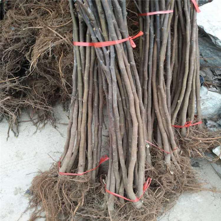 麦司衣陶芬无花果苗 法国品种无花果树苗 祥顺农业 品种特性