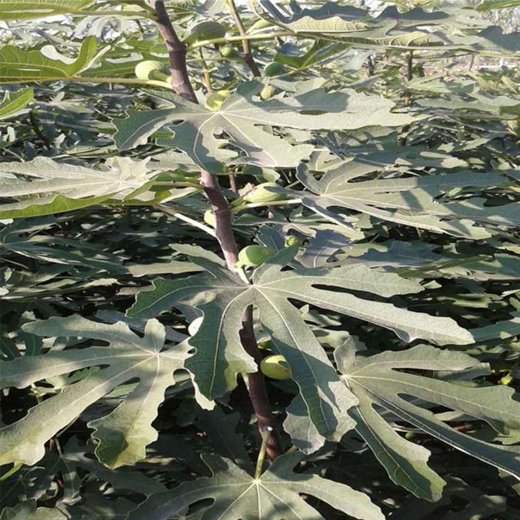 华丽无花果苗 法国品种无花果树苗 祥顺农业 一手货源